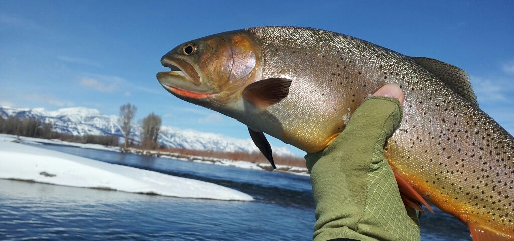 Reel Deal Anglers Winter Fly Fishing Trips in Jackson Hole Wyoming
