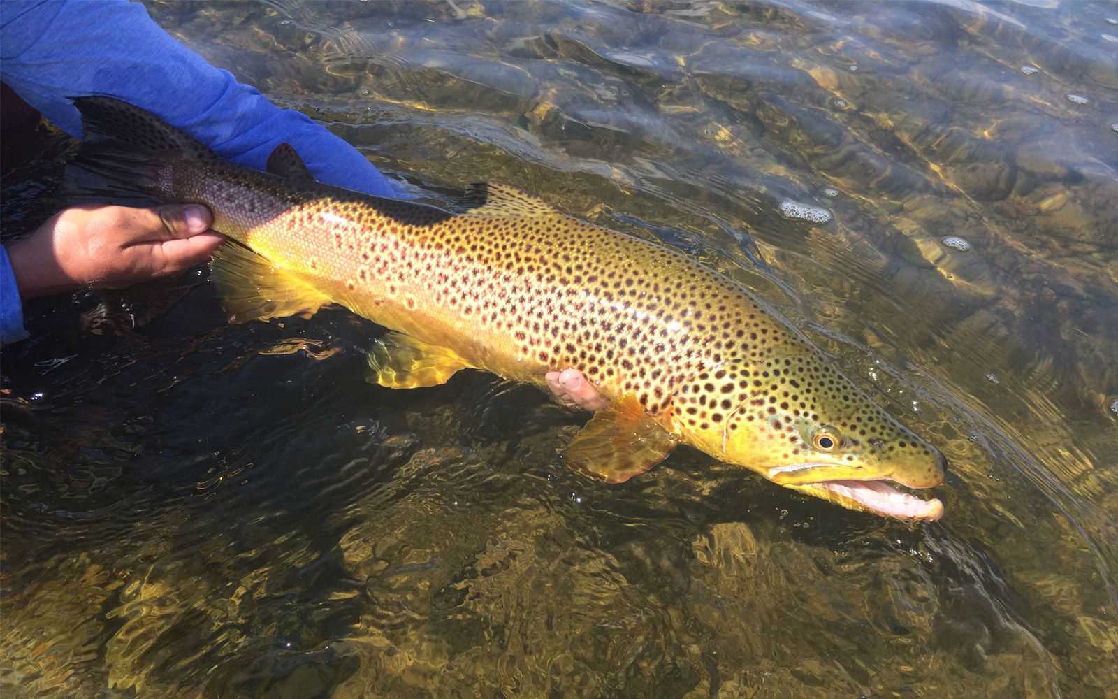 Jackson Hole Wyoming Fly Fishing Trips 